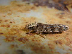 Caryocolum