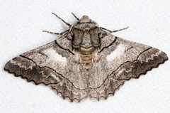 Hypobapta diffundens