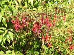 Fuchsia magellanica