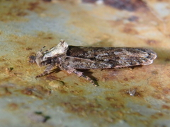Caryocolum