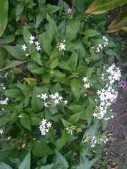 Pentas