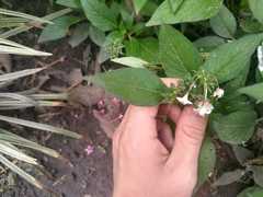 Pentas