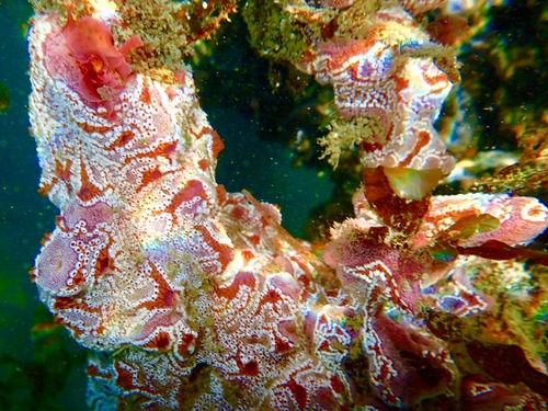 ladder ascidian, photo 5 of 10