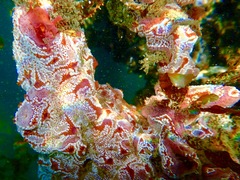 Botrylloid photo 5