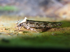 Caryocolum