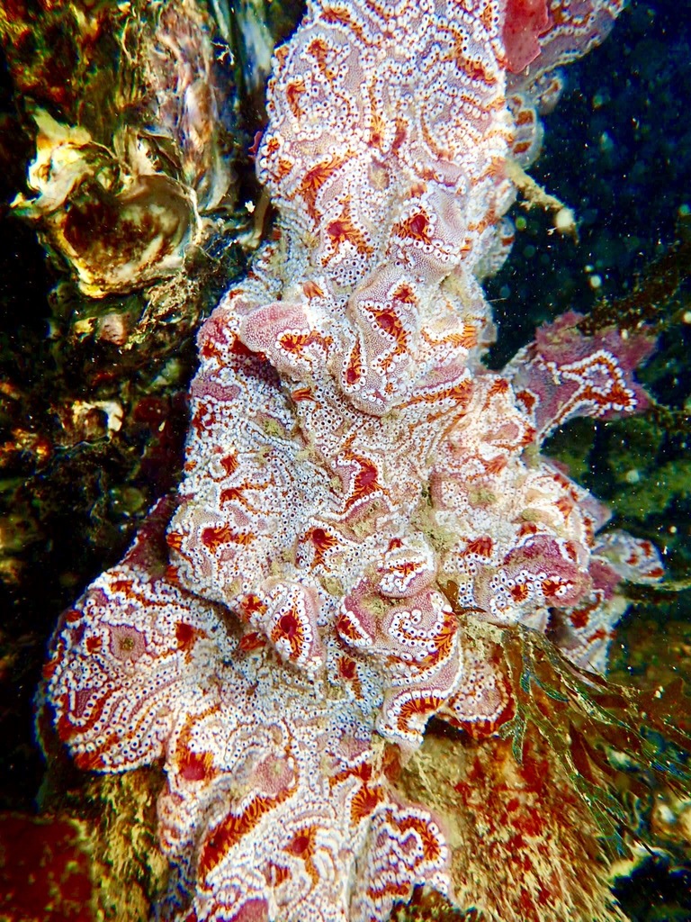 Botrylloides