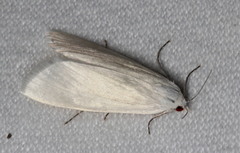 Scirpophaga