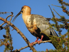 Theristicus melanopis