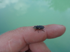 Eristalinus sepulchralis