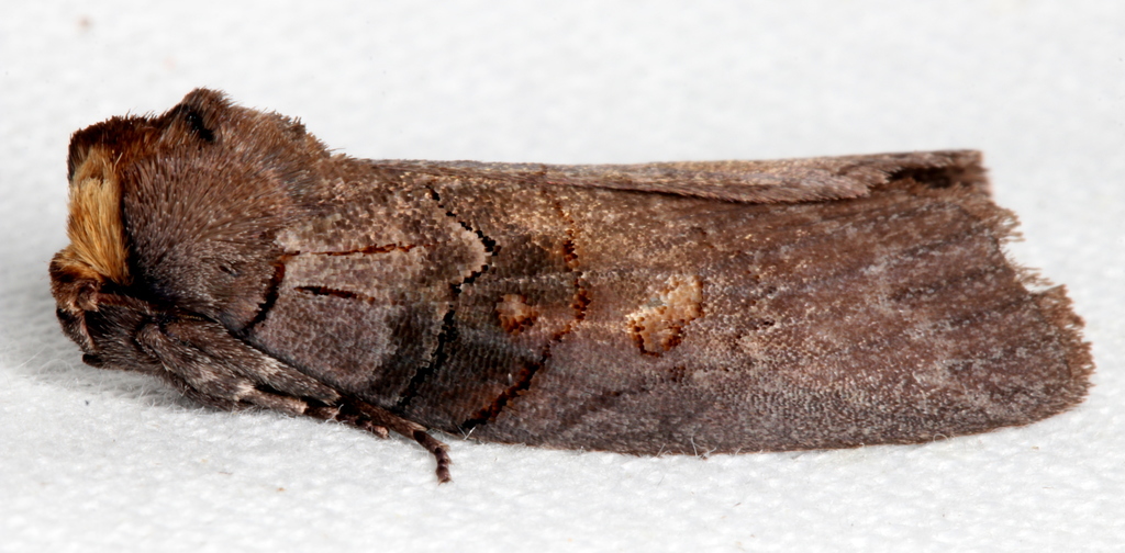 Discophlebia lipauges