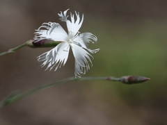 Dianthus plumarius lumnitzeri