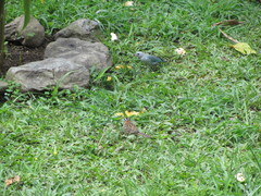 Thraupis episcopus cana