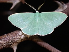 Xenochlorodes olympiaria