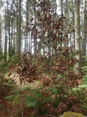 Phytophthora ramorum