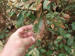 Phytophthora ramorum