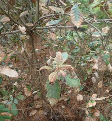 Phytophthora ramorum