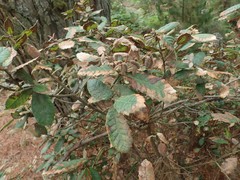 Phytophthora ramorum