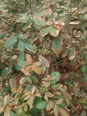 Phytophthora ramorum