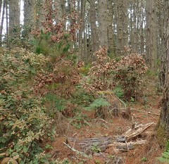 Phytophthora ramorum