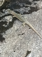 Archaeolacerta bedriagae