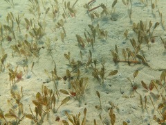 Halophila ovalis
