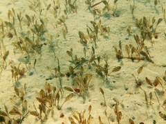Halophila ovalis