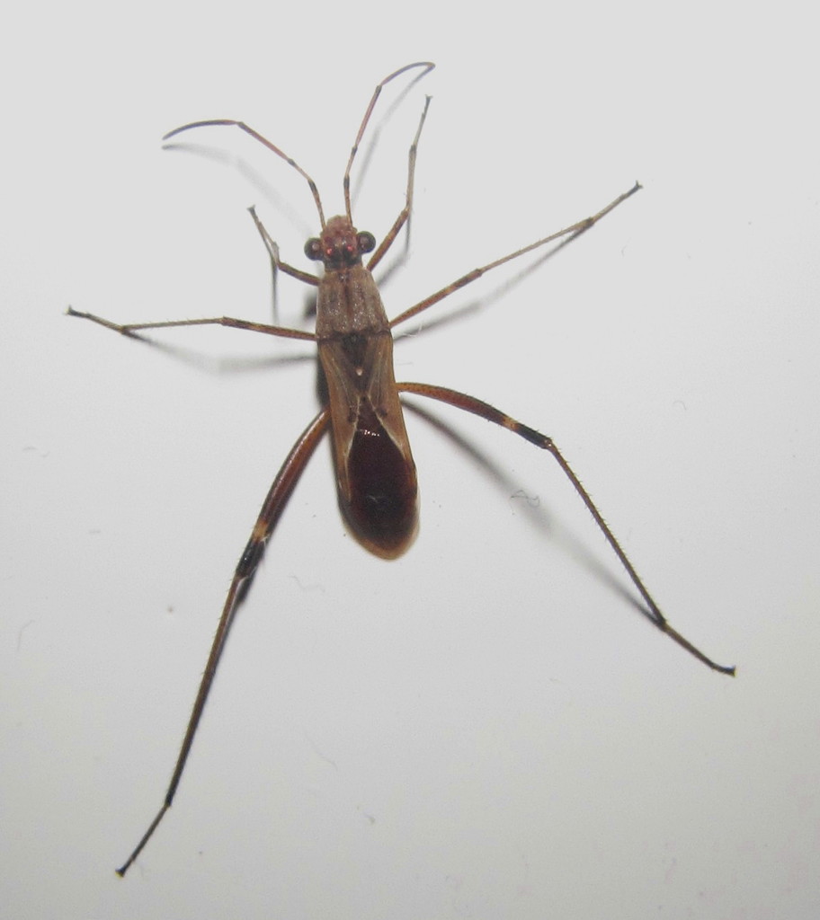 Euthetus pallescens