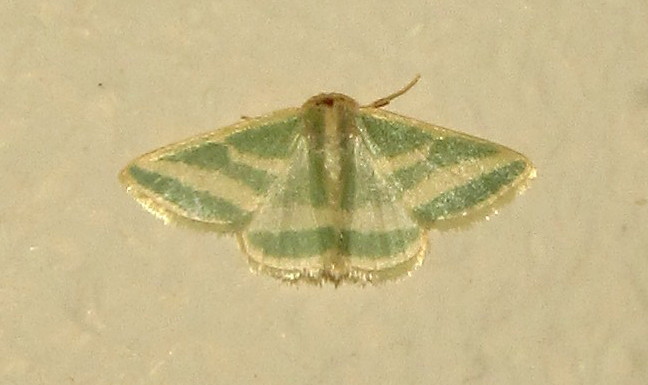 Cream Lined Emerald