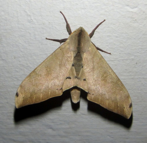 Mulberry Hawkmoth