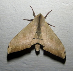 Pseudoclanis postica