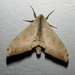 Mulberry Hawkmoth - Photo (c) Ricky Taylor, some rights reserved (CC BY-NC), uploaded by Ricky Taylor