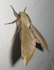 Pseudoclanis postica