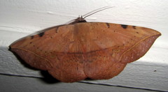Hypopyra capensis