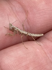 Litaneutria pacifica