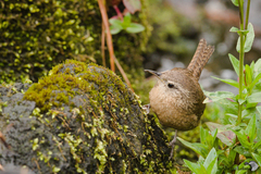 Troglodytes aedon brunneicollis