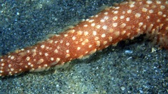 Veretillidae