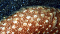 Veretillidae