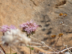 Monardella hypoleuca hypoleuca