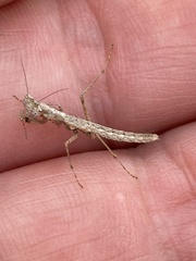 Litaneutria pacifica