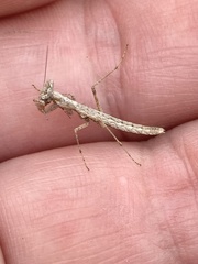 Litaneutria pacifica