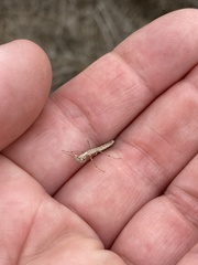 Litaneutria pacifica