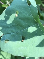 Rhinoncomimus latipes