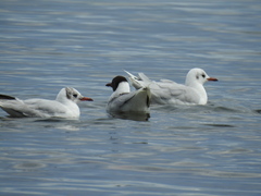 Chroicocephalus maculipennis