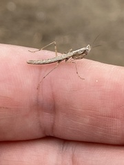 Litaneutria pacifica