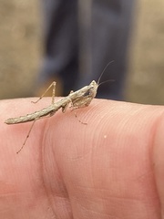 Litaneutria pacifica