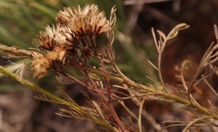 Senecio foeniculoides