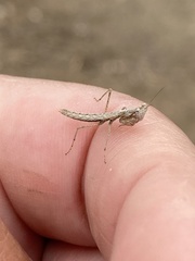 Litaneutria pacifica