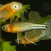 Pseudomugil gertrudae - Photo (c) Der Regenbogenfisch,  זכויות יוצרים חלקיות (CC BY-SA)