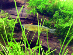 Gertrude's Blue-Eye photo 3