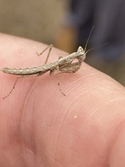 Litaneutria pacifica